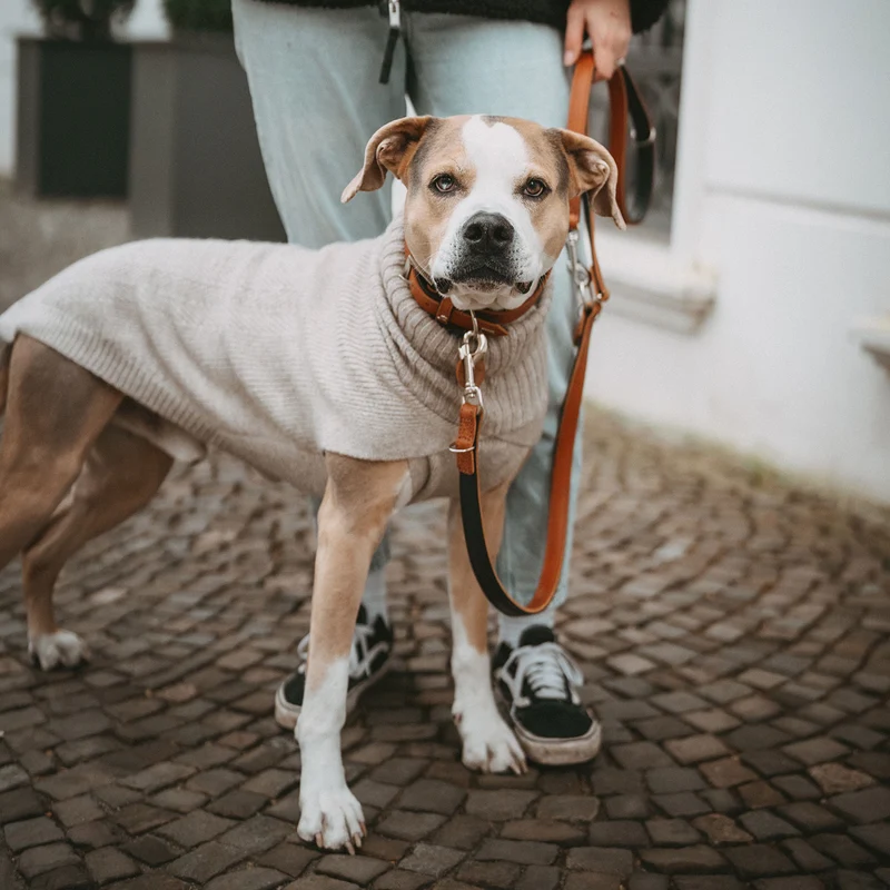 Hundepullover Genf