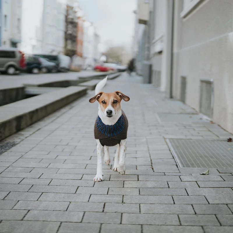 Hundepullover Odense mit Mütze (Set)