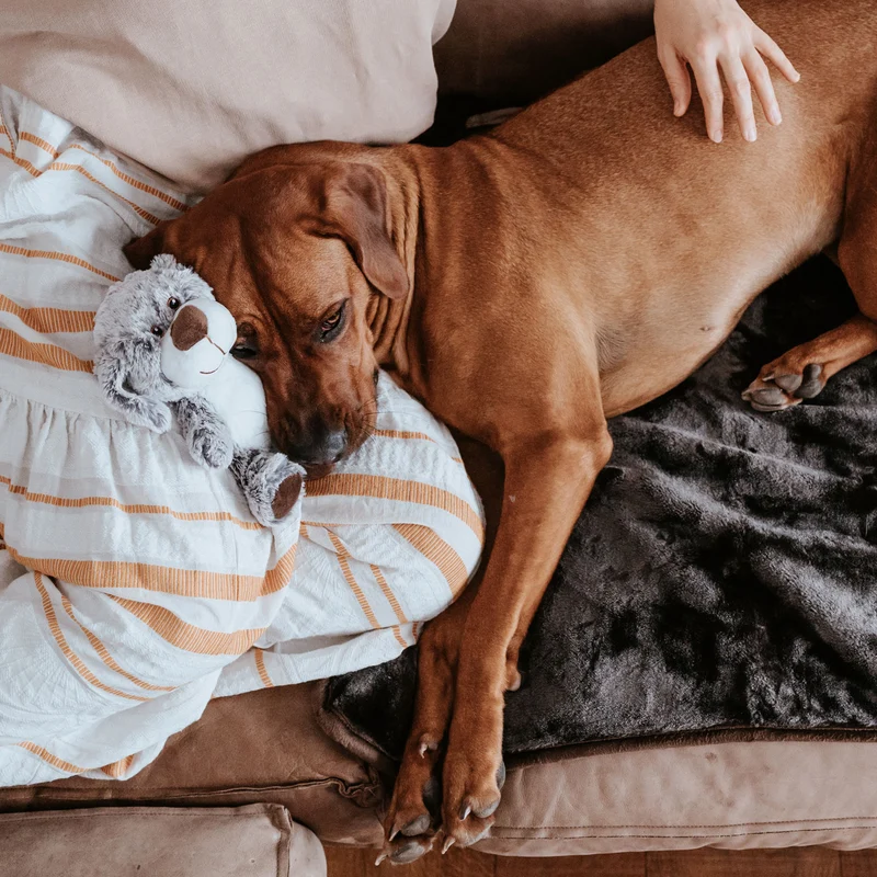 Hundedecke Konstanz