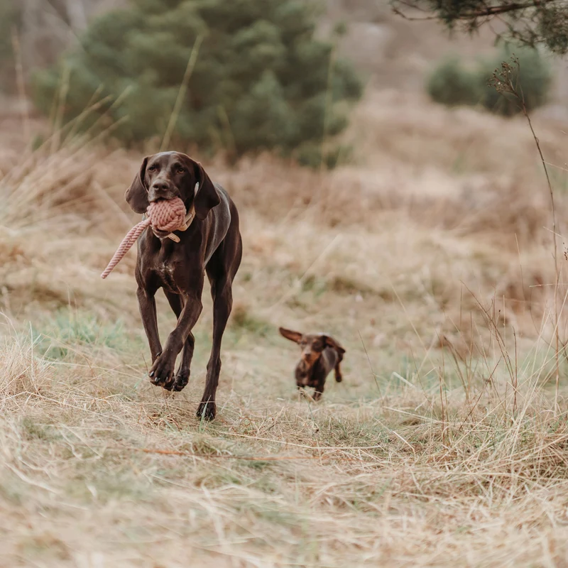 Hundespielzeug Inari