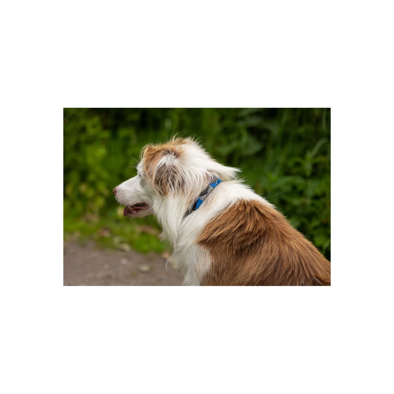 BR Hundehalsband