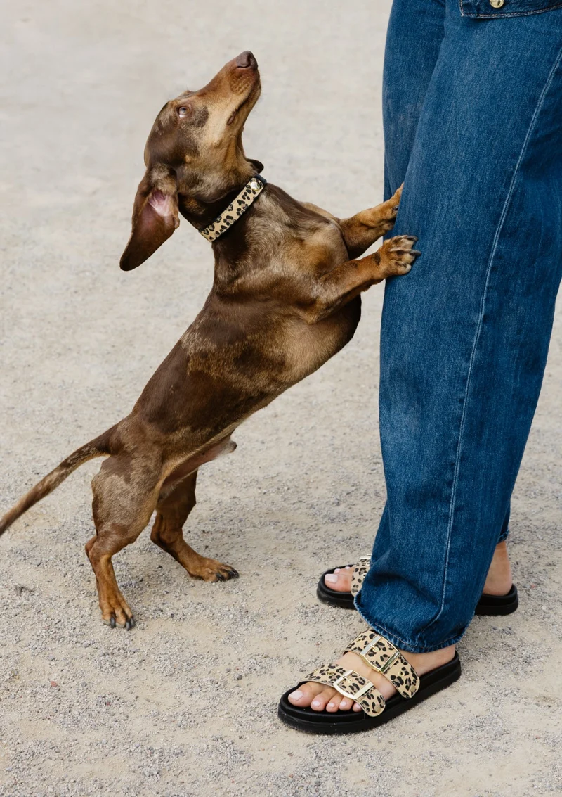 Animal Print - Classic Dog Collar S-M