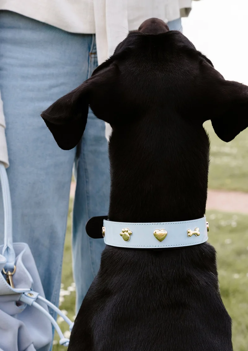 City Gloss - Classic Dog Collar L