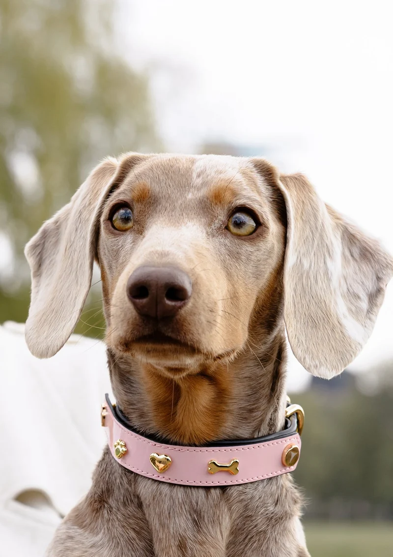 City Gloss - Classic Dog Collar S-M