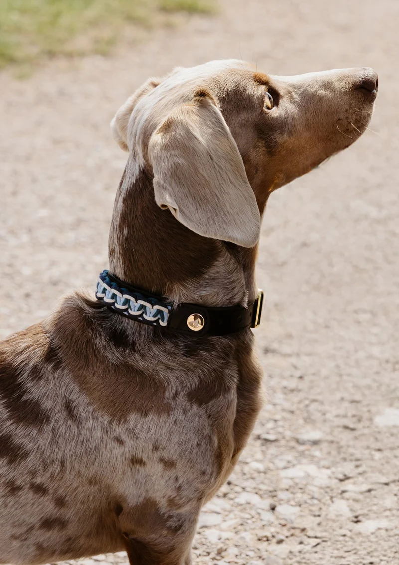 Nautic Vibes - Classic Dog Collar S-M