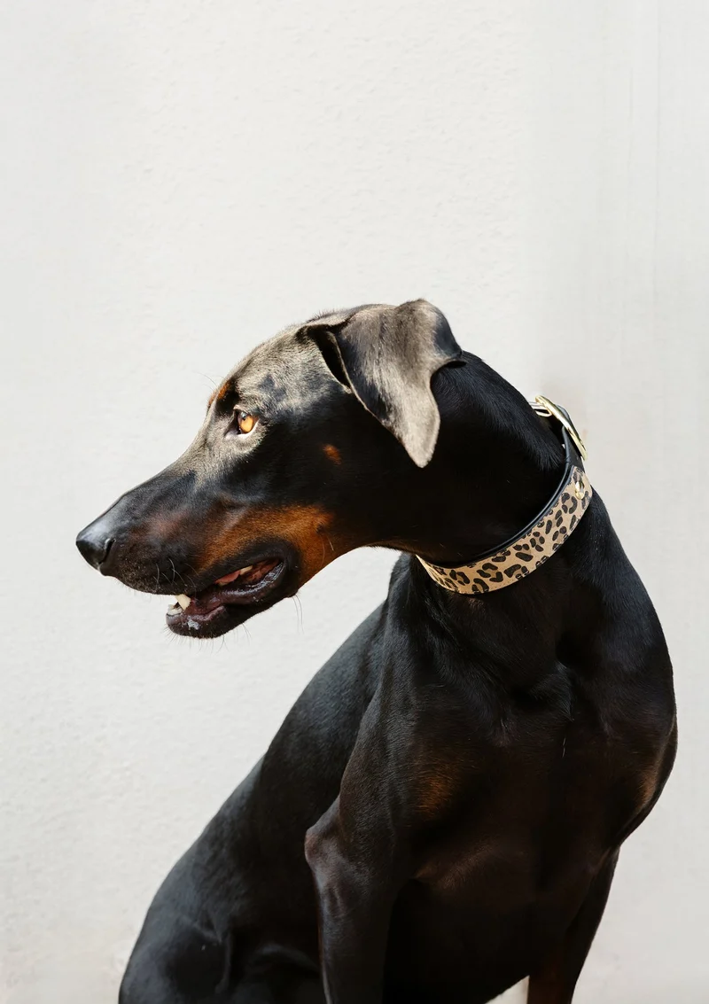 Animal Print - Classic Dog Collar L