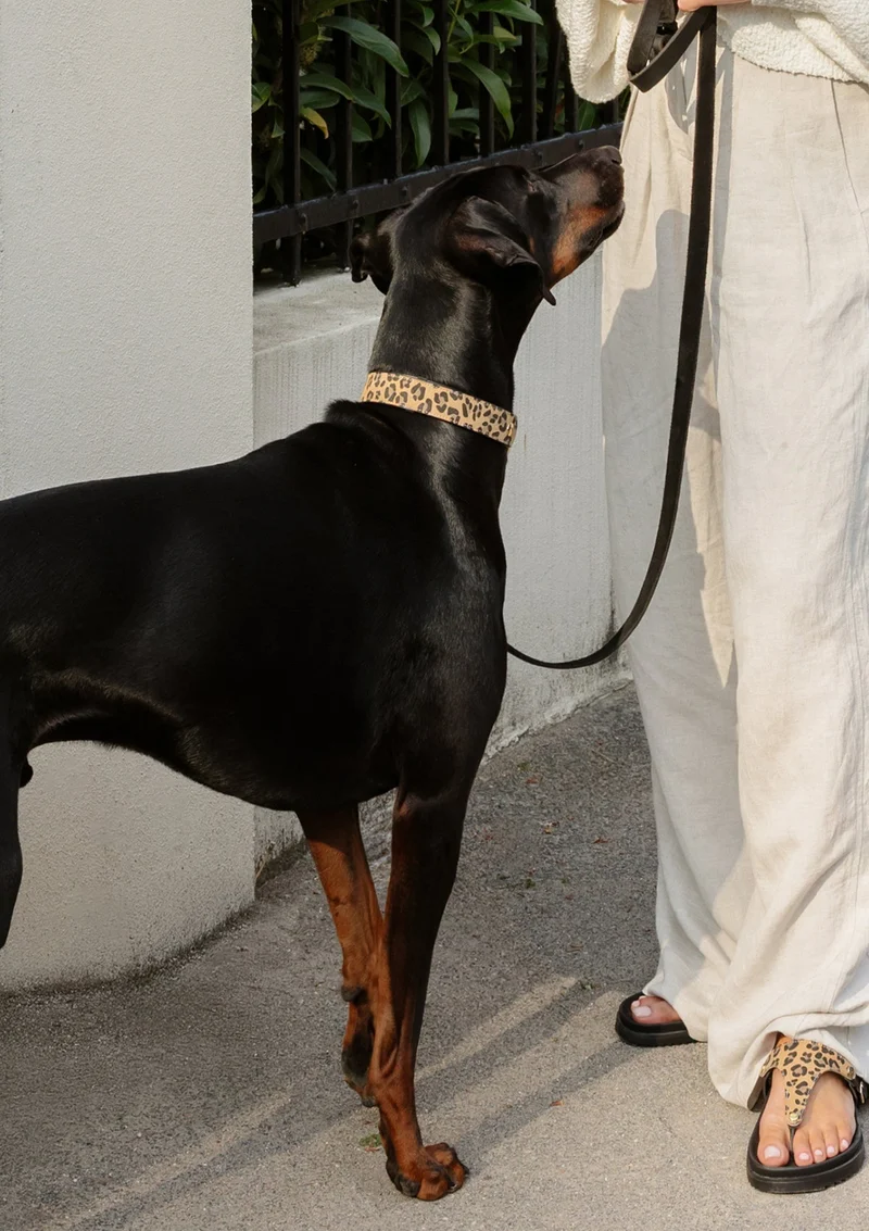 Animal Print - Classic Dog Collar L