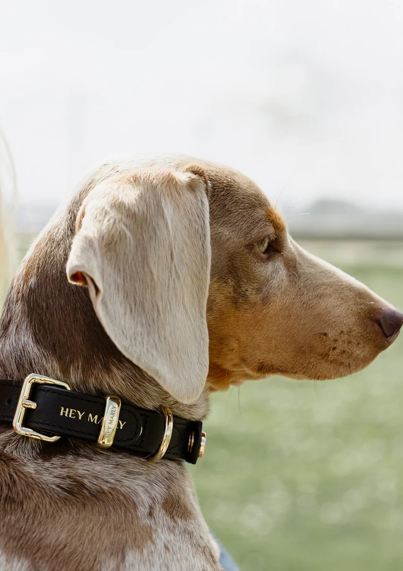 Classic Dog Collar S-M - Black