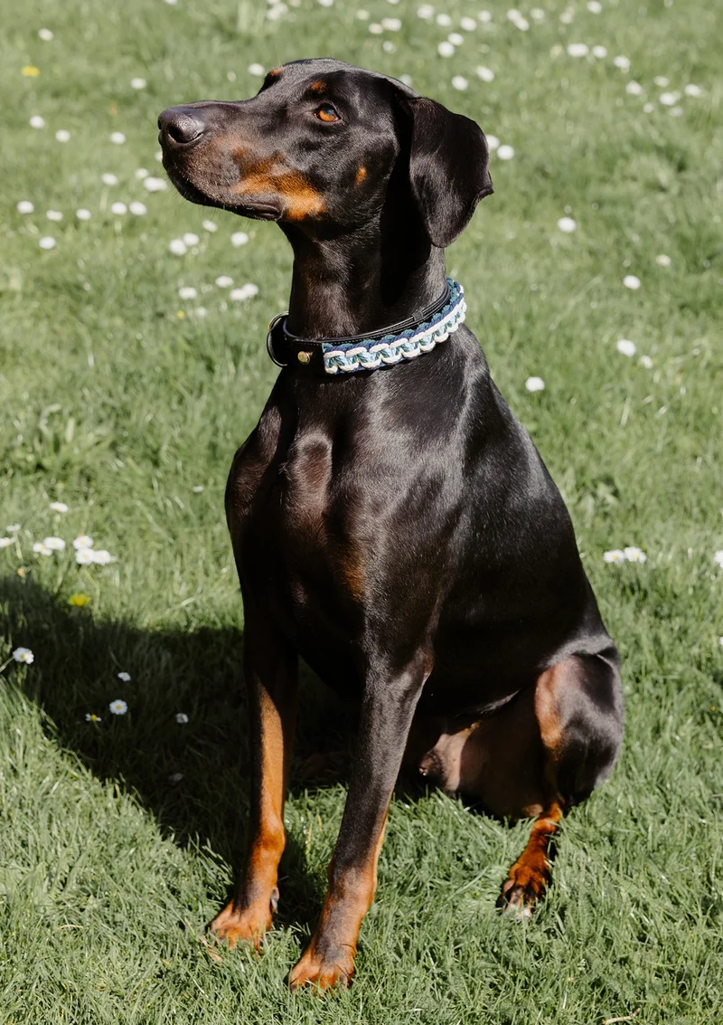 Dog Topping Nautic Vibes L - Teal