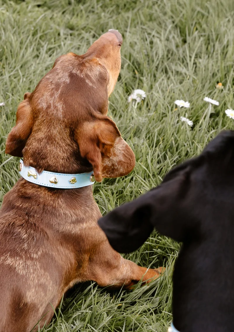 Dog Topping City Gloss S-M - Blue Light