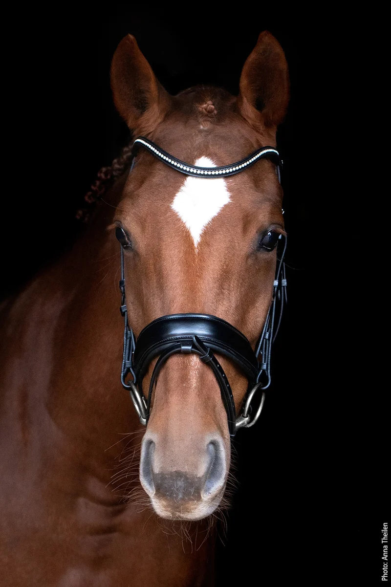 Stanford Anatomische Trense Black/Silver V
