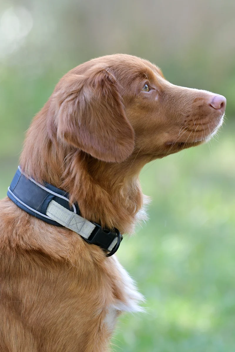 Explorer Hundehalsband Dark Blue XL